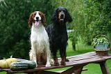 SETTER IRLANDAIS 540